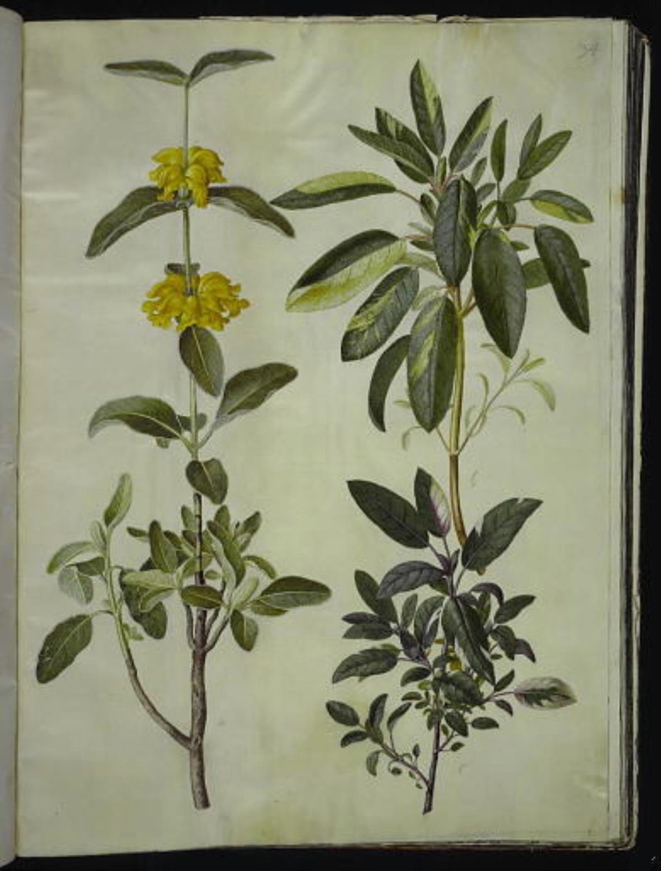 Phlomis fruticosa (közönséges csattanó); Salvia officinalis (zsálya) alkotó: Hans Simon Holtzbecker