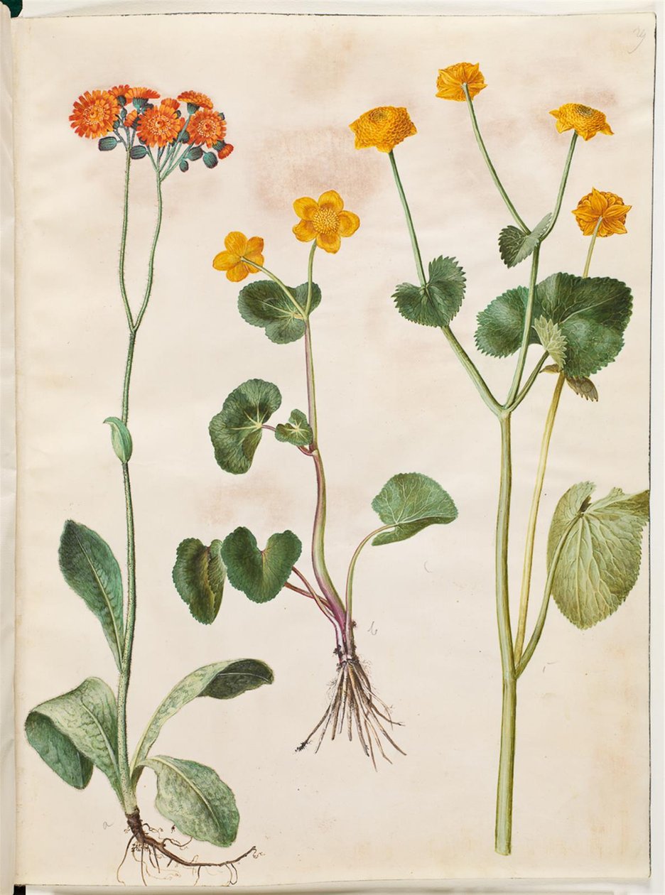 Pilosella aurantiaca (pomerániai magasfű); Caltha palustris (angol sás) alkotó: Hans Simon Holtzbecker