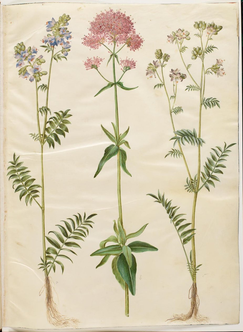 Polemonium caeruleum (közönséges Jákob-létra); Centranthus ruber (piros spórás valerián) alkotó: Hans Simon Holtzbecker