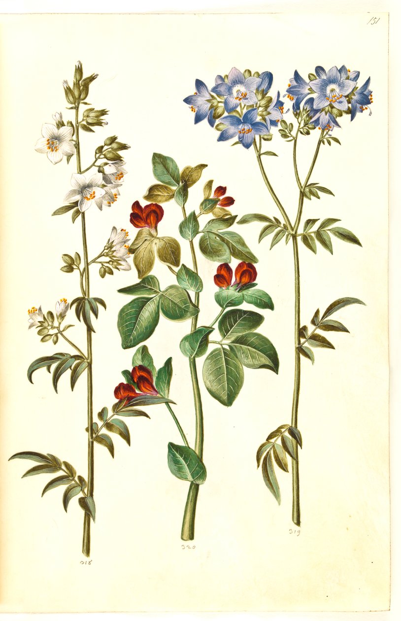 Polemonium caeruleum (közönséges Jákob-létra); Lotus tetragonolobus (spárgaborsó) alkotó: Hans Simon Holtzbecker