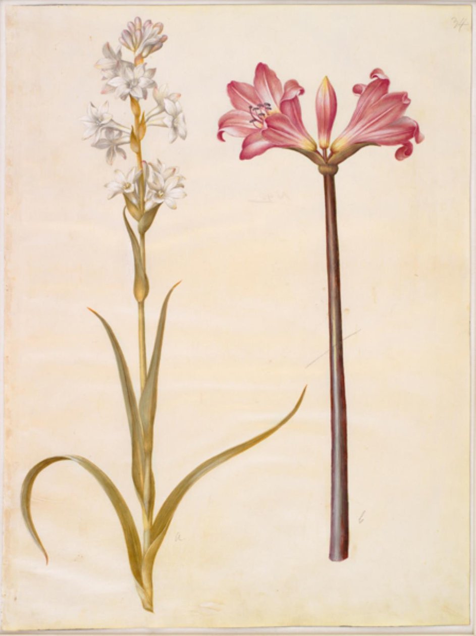 Polianthes tuberosa (tuberóz); Amaryllis belladonna (belladonnalilje) alkotó: Hans Simon Holtzbecker