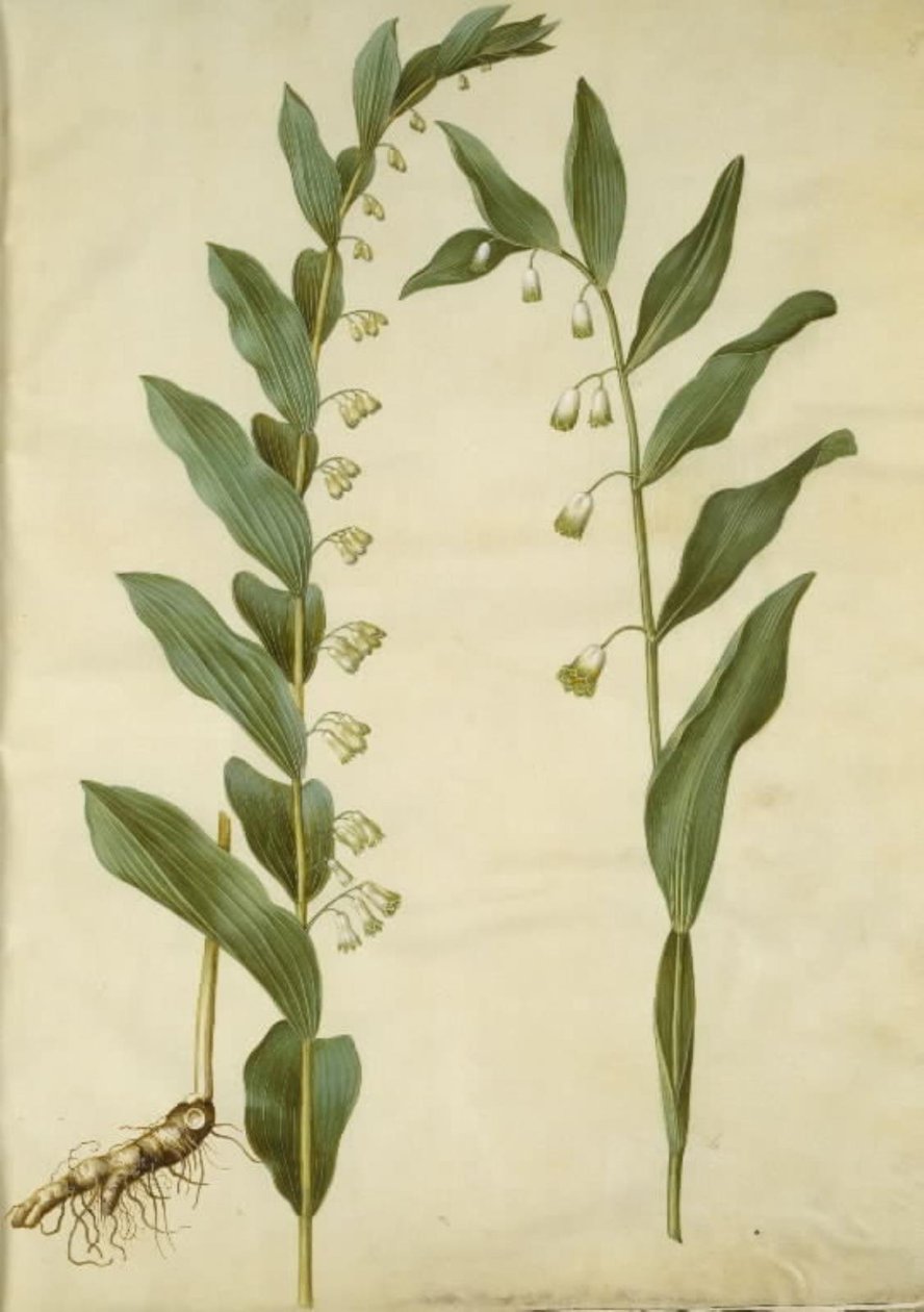 Polygonatum multiflorum (stor konval); Polygonatum odoratum (kantet konval) alkotó: Hans Simon Holtzbecker