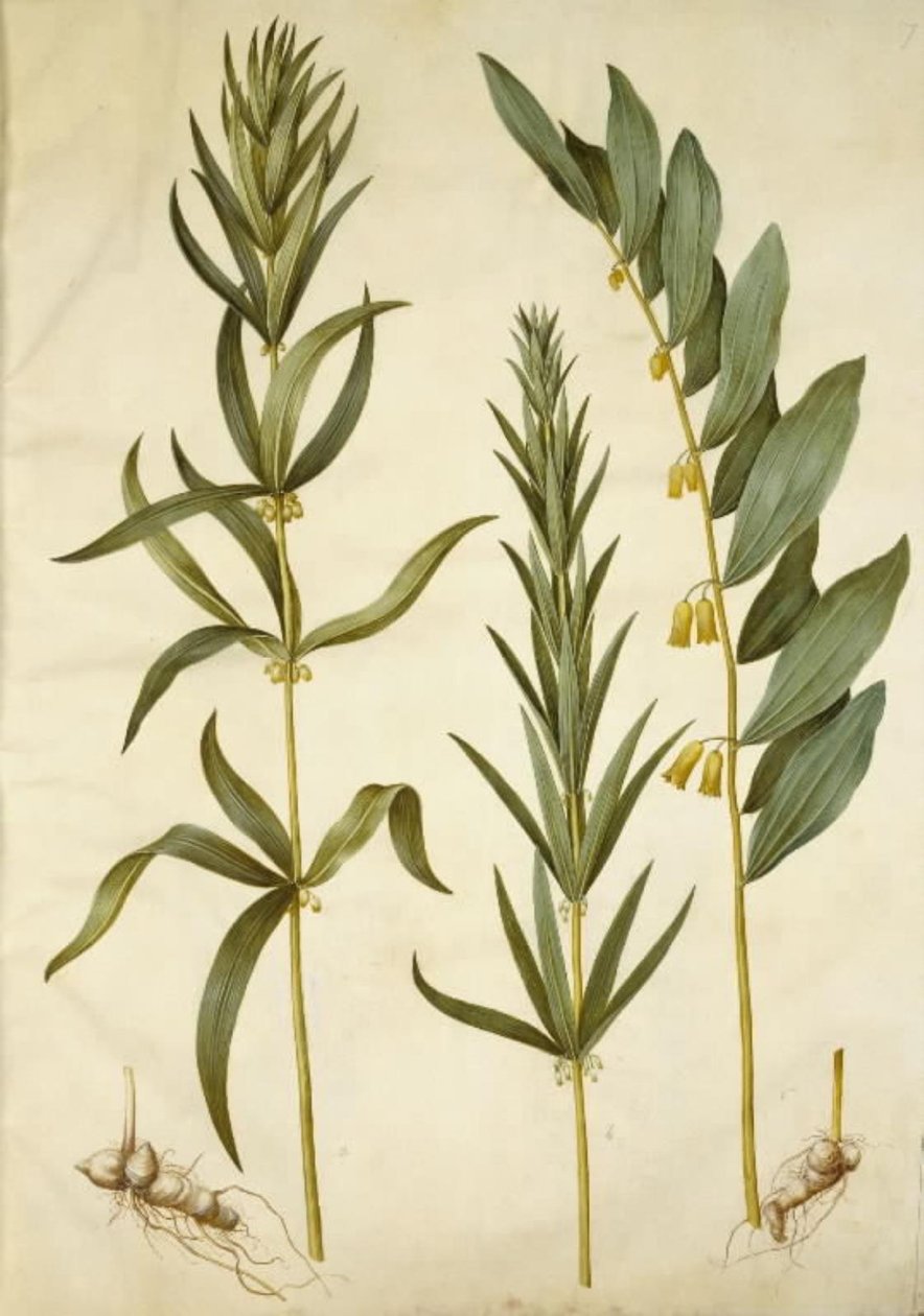 Polygonatum verticillatum (gyöngyvirág); Polygonatum multiflorum (nagy gyöngyvirág) alkotó: Hans Simon Holtzbecker