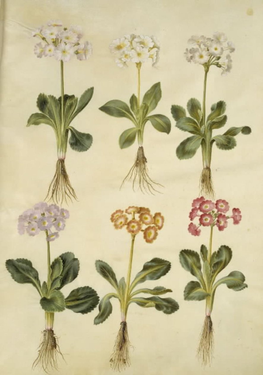 Primula × pubescens (have-aurikel) alkotó: Hans Simon Holtzbecker
