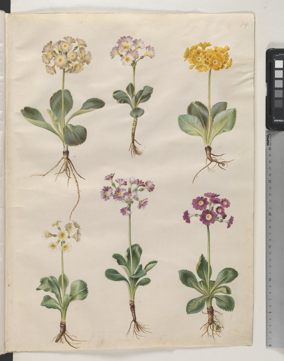 Primula × pubescens Wulfen (have-auricula) alkotó: Hans Simon Holtzbecker