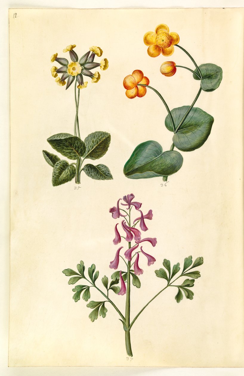 Primula veris (üreges nyakú tehénkankalin); Caltha palustris (réti sás); Corydalis cava (üreges gyökerű pacsirta) alkotó: Hans Simon Holtzbecker
