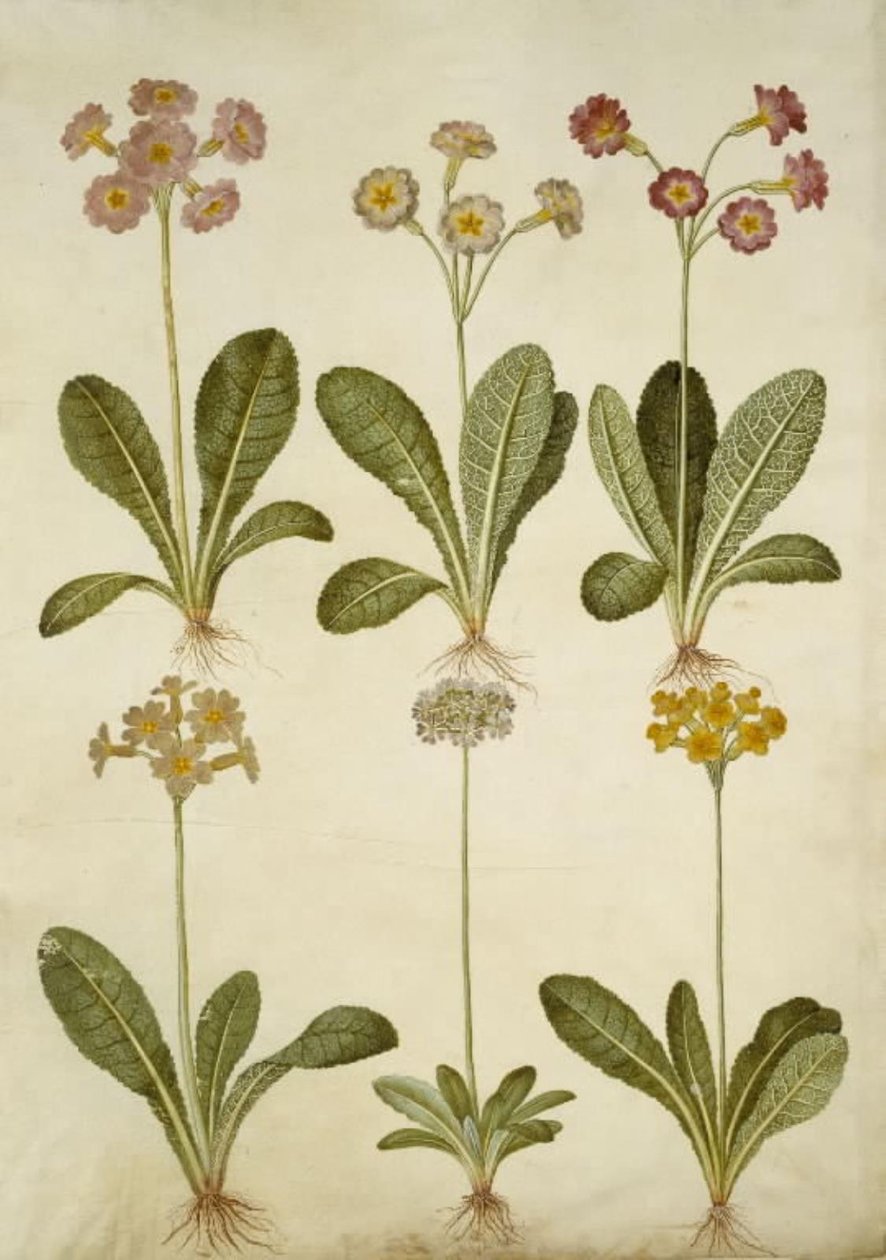 Primula veris (üreges nyakú tehénborsó hibrid); Primula farinosa (virágzó tehénborsó) alkotó: Hans Simon Holtzbecker