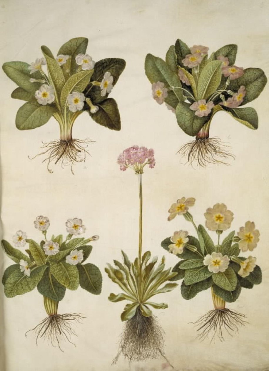 Primula vulgaris (nagyvirágú kankalin hibridje); Primula farinosa (virágzó tehénborsó) alkotó: Hans Simon Holtzbecker