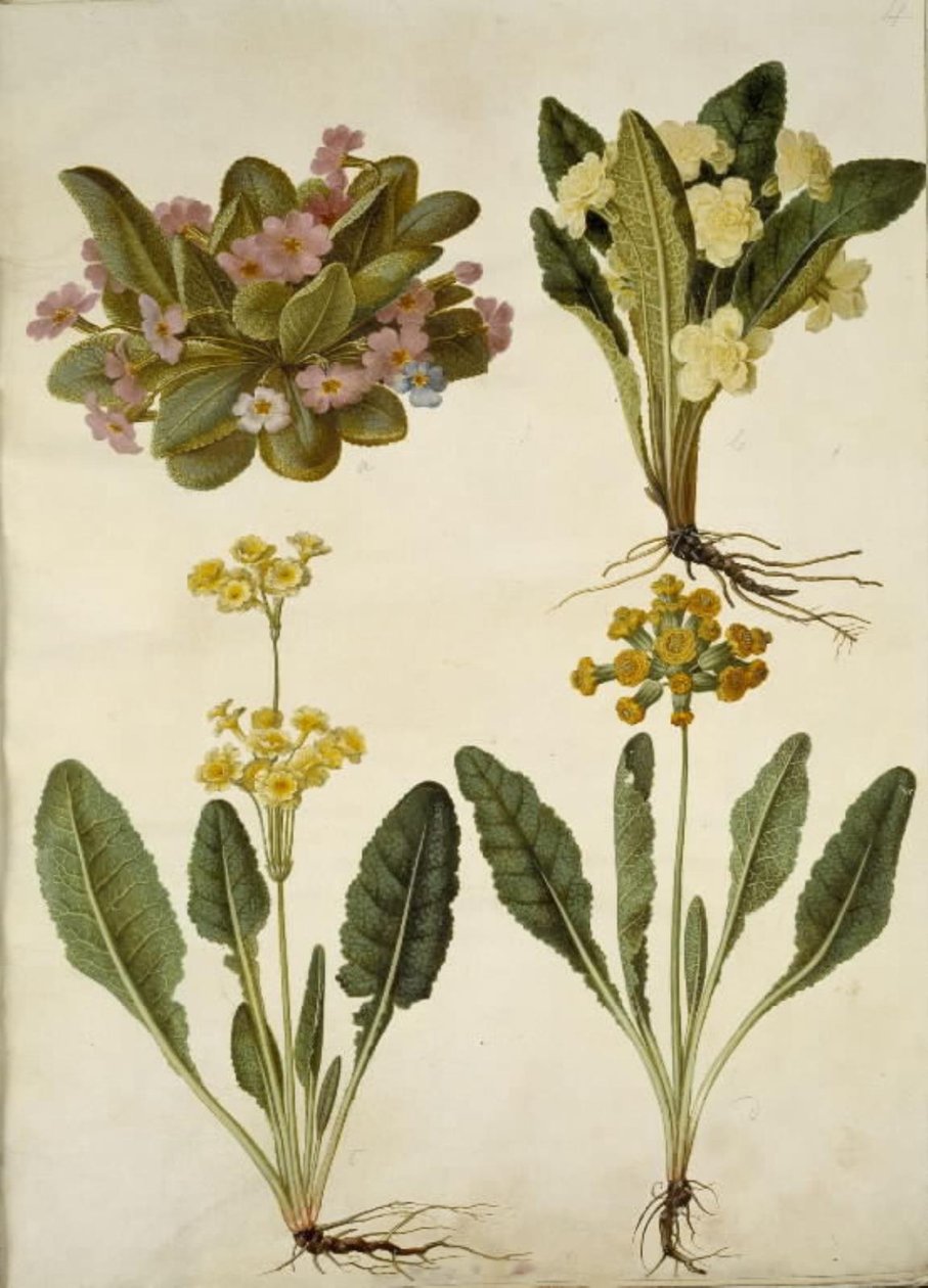 Primula vulgaris (farsangi tehénpajzs); Primula vulgaris (nagyvirágú kankalin hibridje); Primula veris (üreges nyakú tehénborsó hibrid) alkotó: Hans Simon Holtzbecker