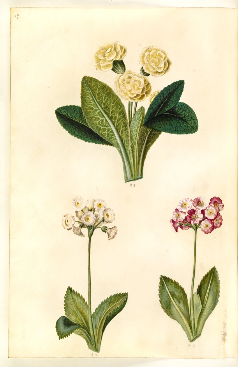 Primula vulgaris (nagyvirágú tehénpajzs); Primula × pubescens (kerti fülkagyló) alkotó: Hans Simon Holtzbecker