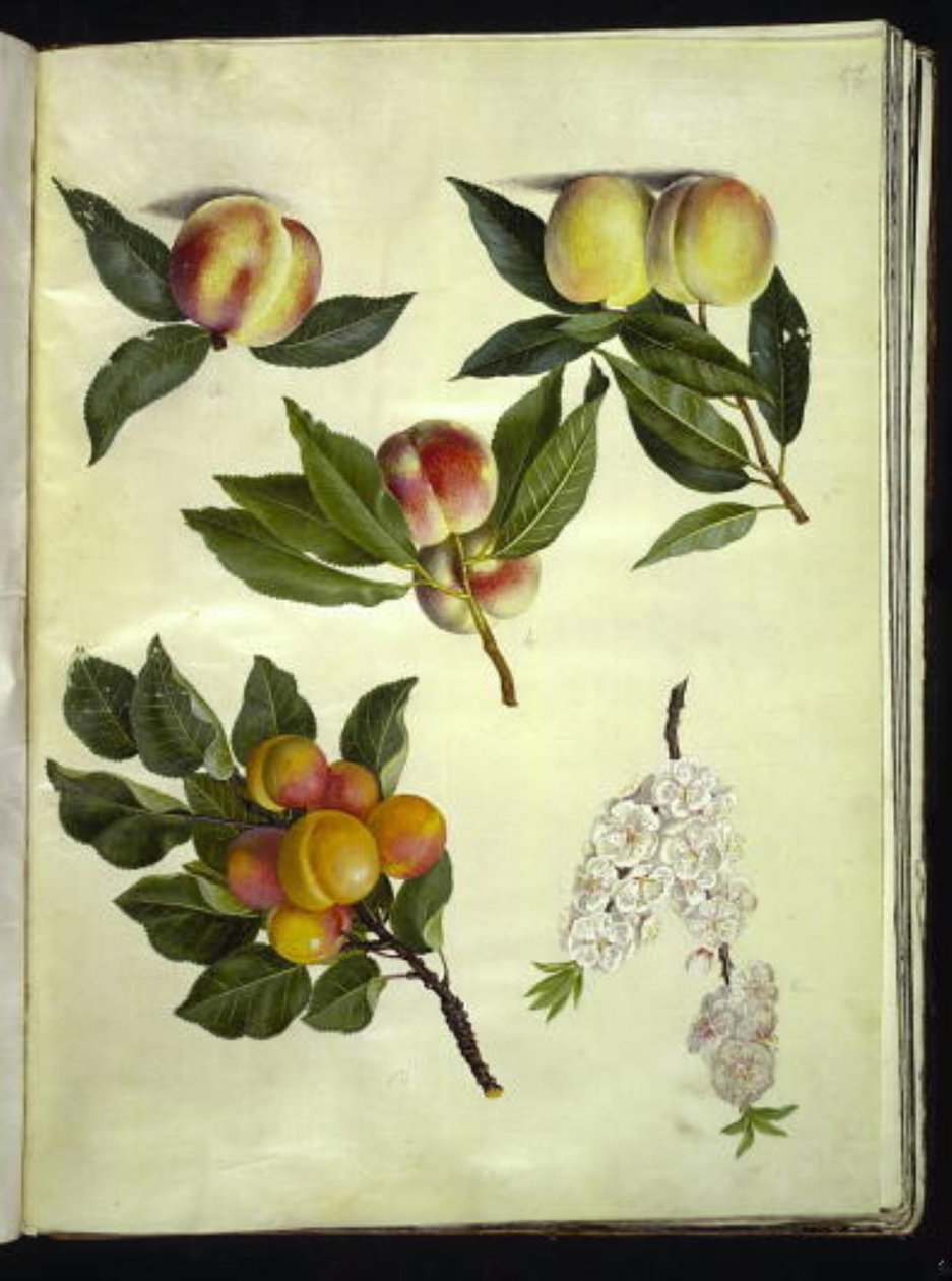 Prunus persica (borsó); Prunus armeniaca (almindelig kajszibarack) alkotó: Hans Simon Holtzbecker