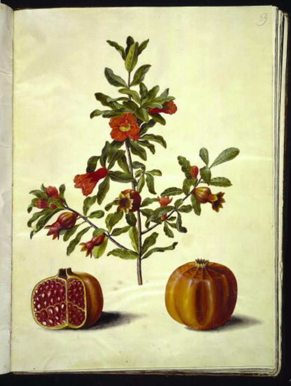 Punica granatum (gránátalma) alkotó: Hans Simon Holtzbecker