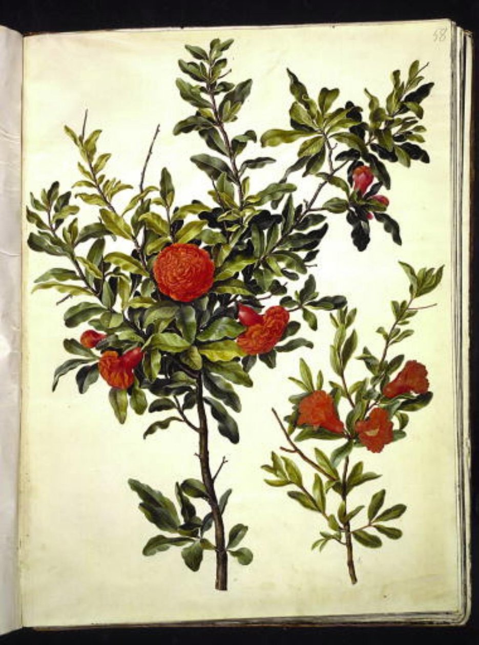 Punica granatum (gránátalma) alkotó: Hans Simon Holtzbecker