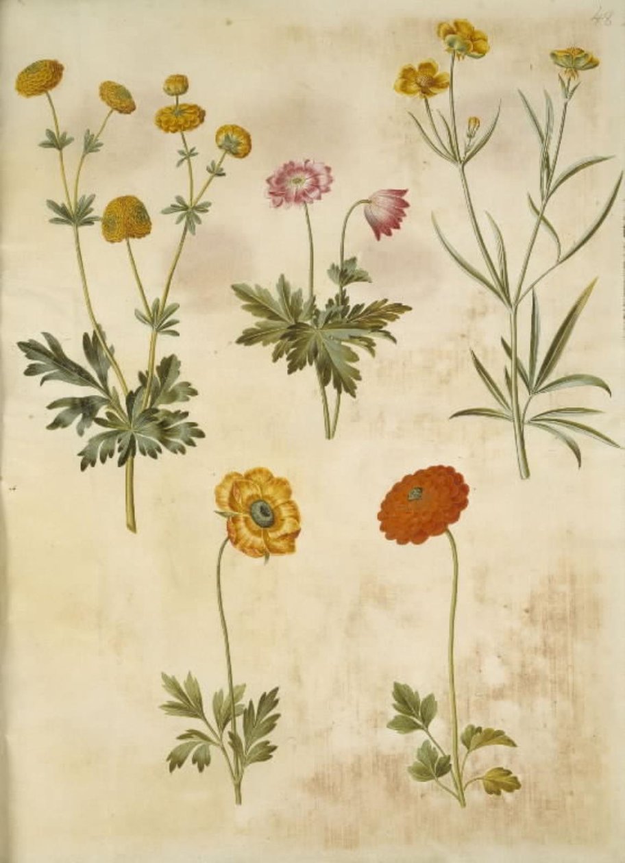 Ranunculus acris (guldknap-ranunkel); Anemone nemorosa (hvid anemone); Ranunculus Illyricus (sztyeppe-ranunkel); Ranunculus asiatica (have-ranunkel) alkotó: Hans Simon Holtzbecker