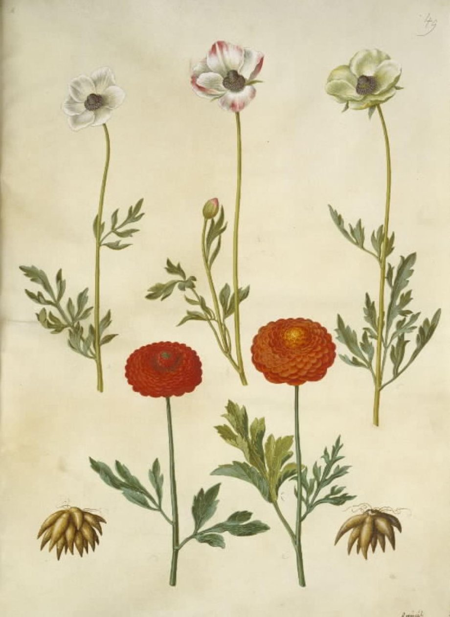 Ranunculus asiatica (have-ranunkel) alkotó: Hans Simon Holtzbecker