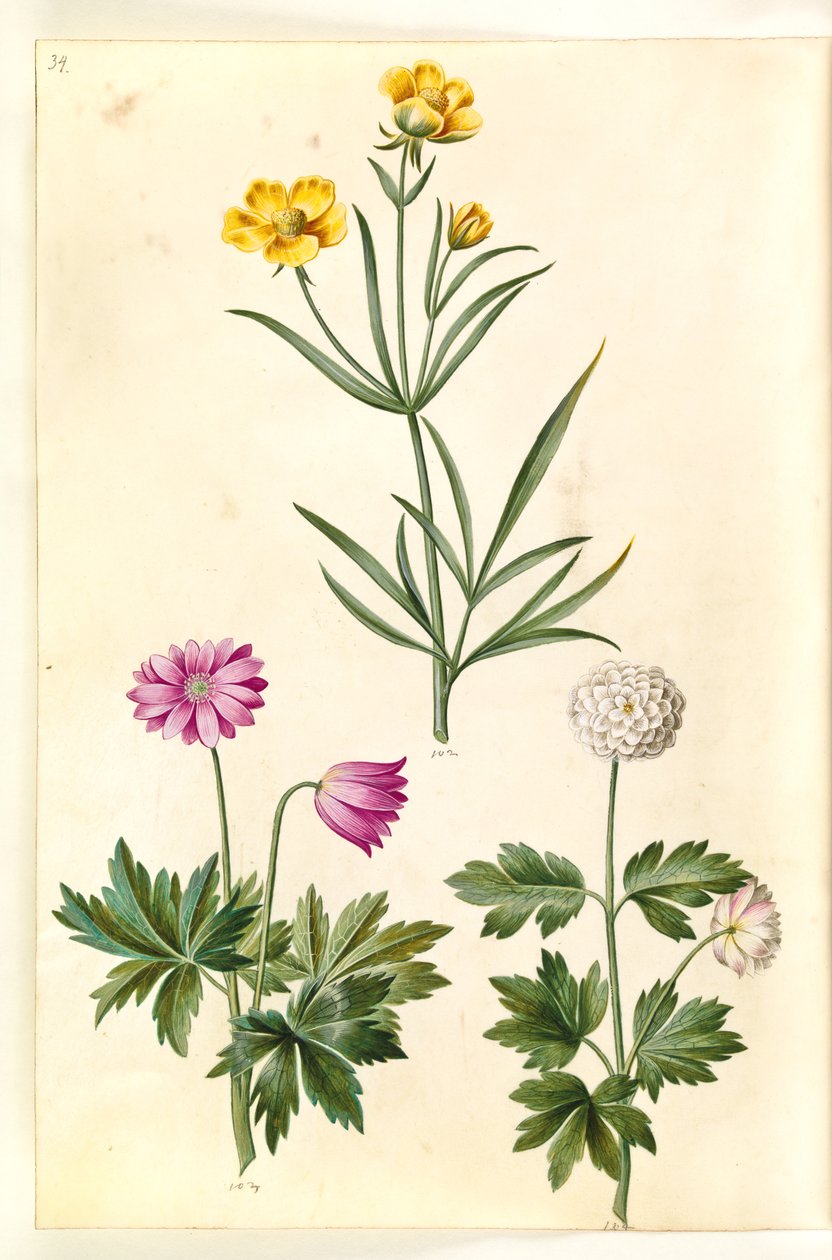 Ranunculus Illyricus (sztyeppe-ranunkel); Erdei kökörcsin (hvid anemone) alkotó: Hans Simon Holtzbecker