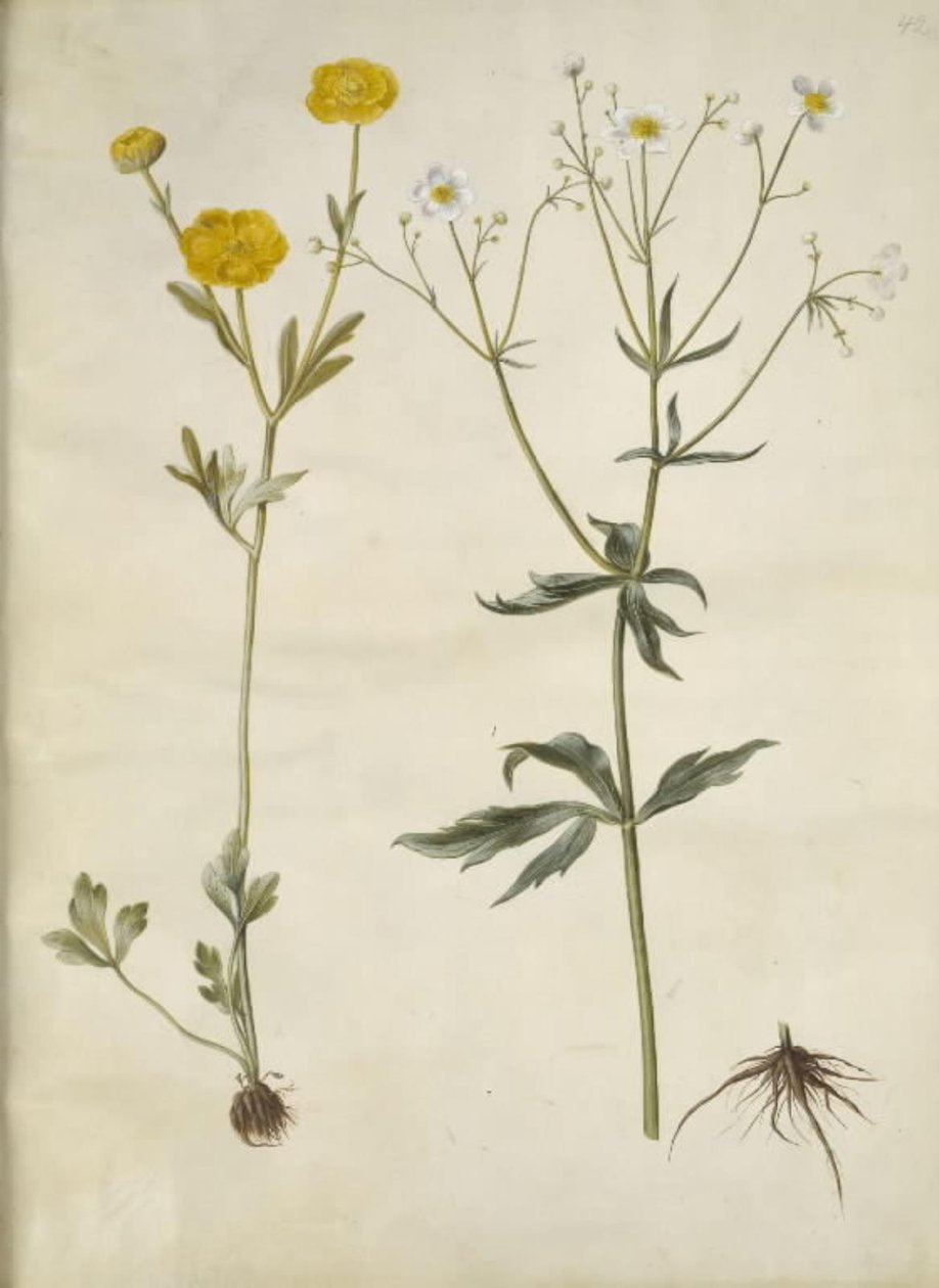 Ranunculus monspeliacus (selyemboglárka); Ranunculus aconitifolius (Ranunculus aconitifolius) alkotó: Hans Simon Holtzbecker