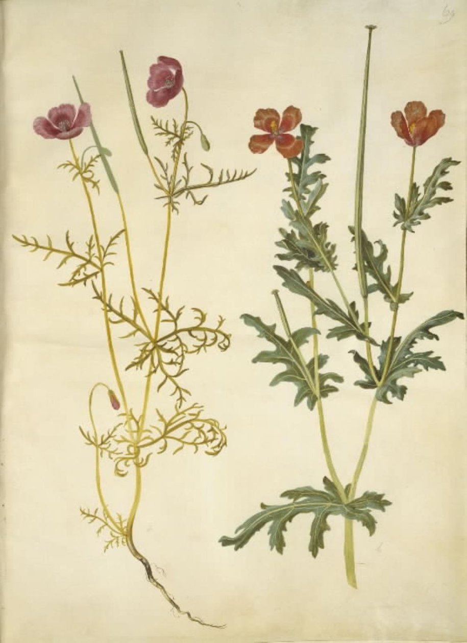 Roemeria hybrida (ibolya hornvalmue); Glaucium horniculatum (rød hornskulpe) alkotó: Hans Simon Holtzbecker
