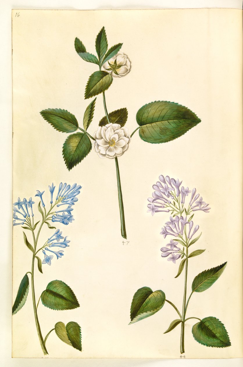 Rosa (?) (rózsa); Syringa vulgaris (közönséges sóska) alkotó: Hans Simon Holtzbecker