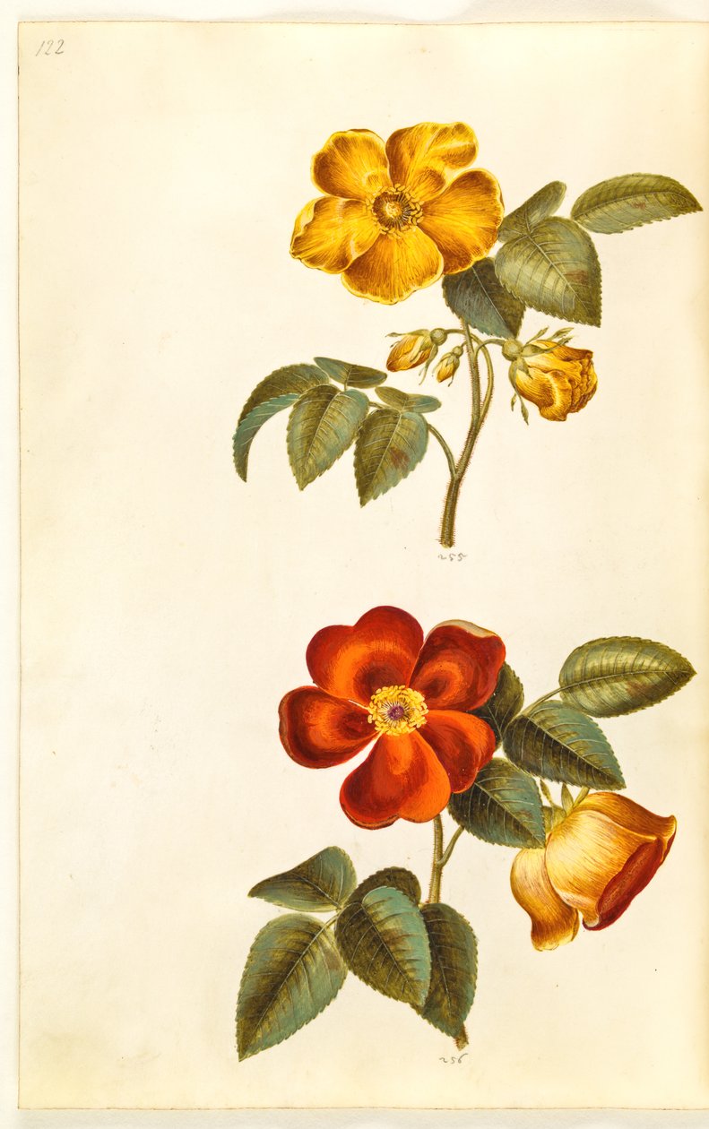Rosa foetida (sárga rózsa); Rosa foetida (török ​​rózsa) alkotó: Hans Simon Holtzbecker
