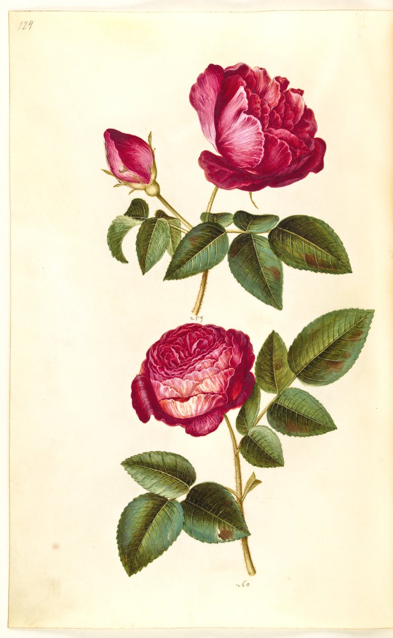 Rosa gallica (apoteker-rózsa); Rosa (?) (rózsák) alkotó: Hans Simon Holtzbecker
