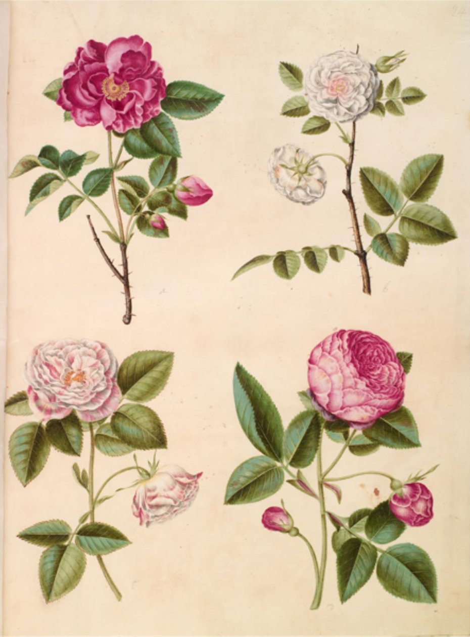 Rosa gallica (apoteker-rózsa); Rosa × alba (virágrózsa); gall rózsa (Rosa Mundi); Rosa × centifolia (centifolie-rózsa) alkotó: Hans Simon Holtzbecker