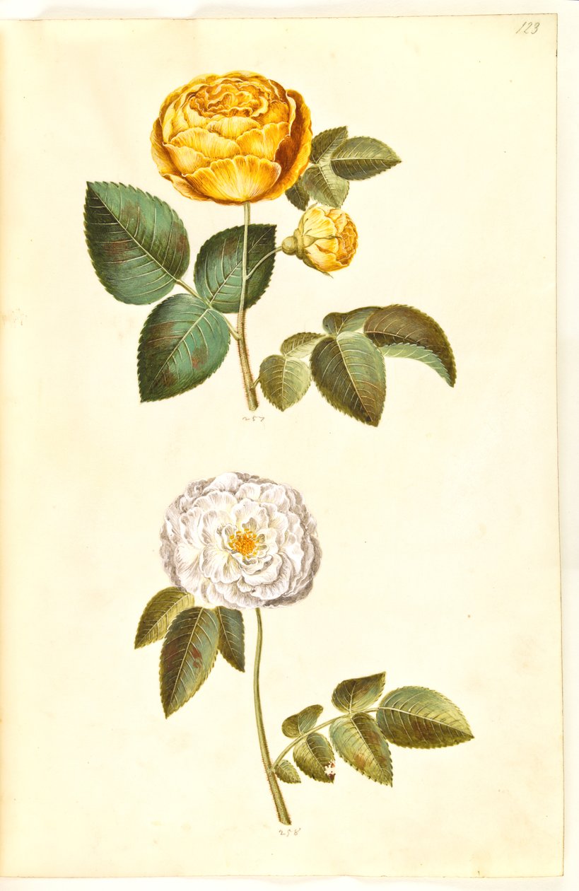 Rosa hemisphaerica (kénsárga rózsa); Rosa ×alba (fehér rózsa) alkotó: Hans Simon Holtzbecker