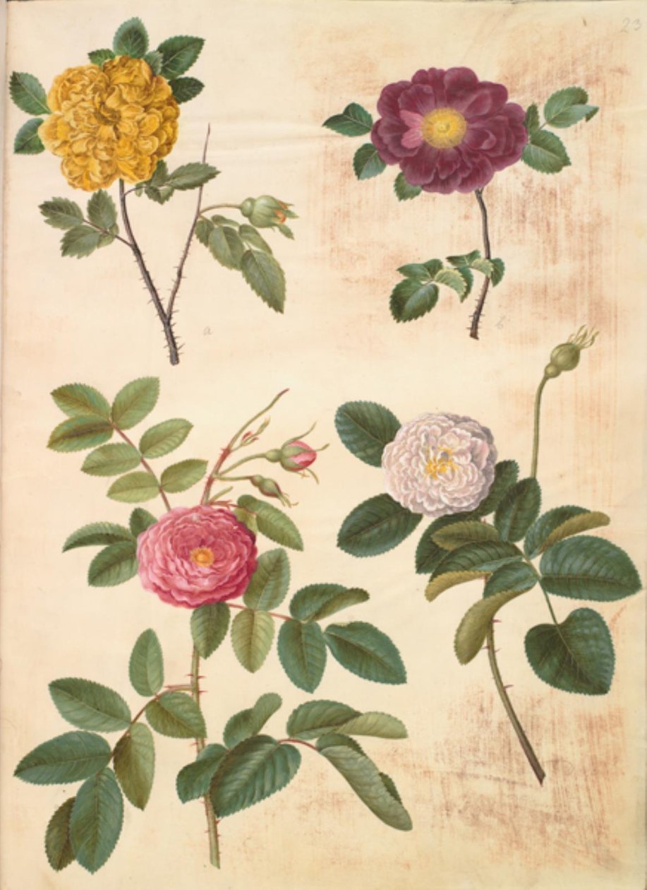 Rosa hemisphaerica (kénsárga rózsa); Rosa gallica (bársonyrózsa); Rosa ×damascena (damascene rose) alkotó: Hans Simon Holtzbecker