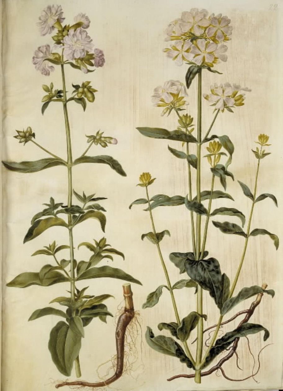 Saponaria officinalis (közönséges szappanfű) alkotó: Hans Simon Holtzbecker
