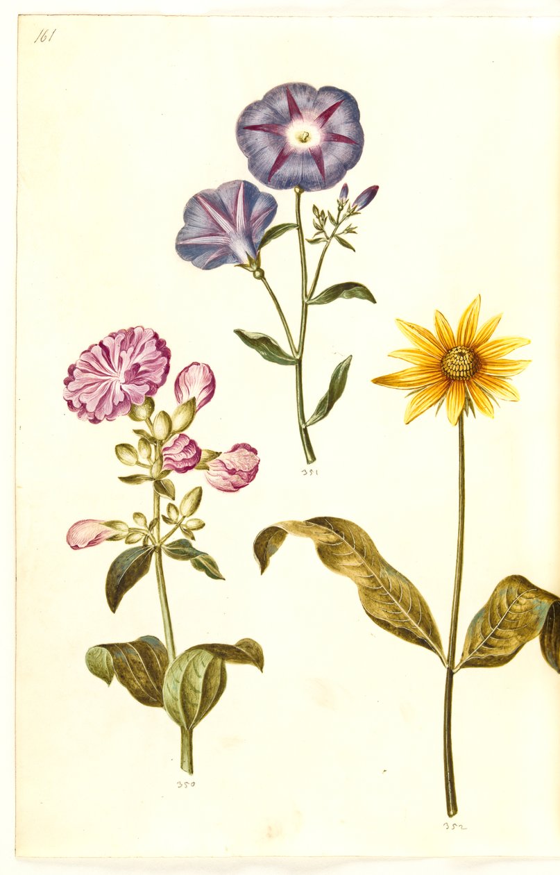 Saponaria officinalis (közönséges szappanfű); Convolvulus tricolor (leányszoknya); Helianthus (?) (napraforgó faj) alkotó: Hans Simon Holtzbecker