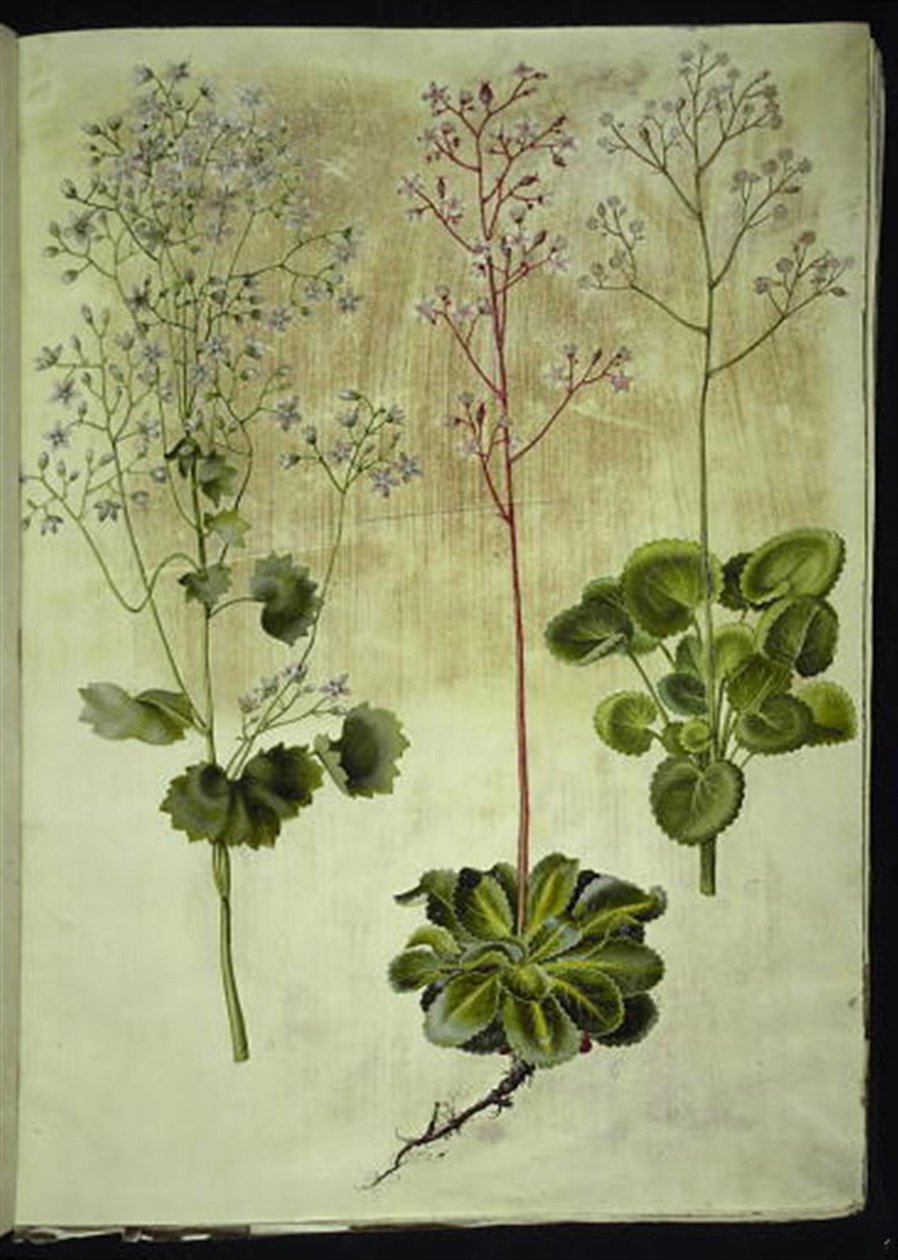 Saxifraga rotundifolia (kereklevelű kőfű); Saxifraga umbrosa (Shadow Saxifrage); Saxifraga geum (porcelán virág) alkotó: Hans Simon Holtzbecker