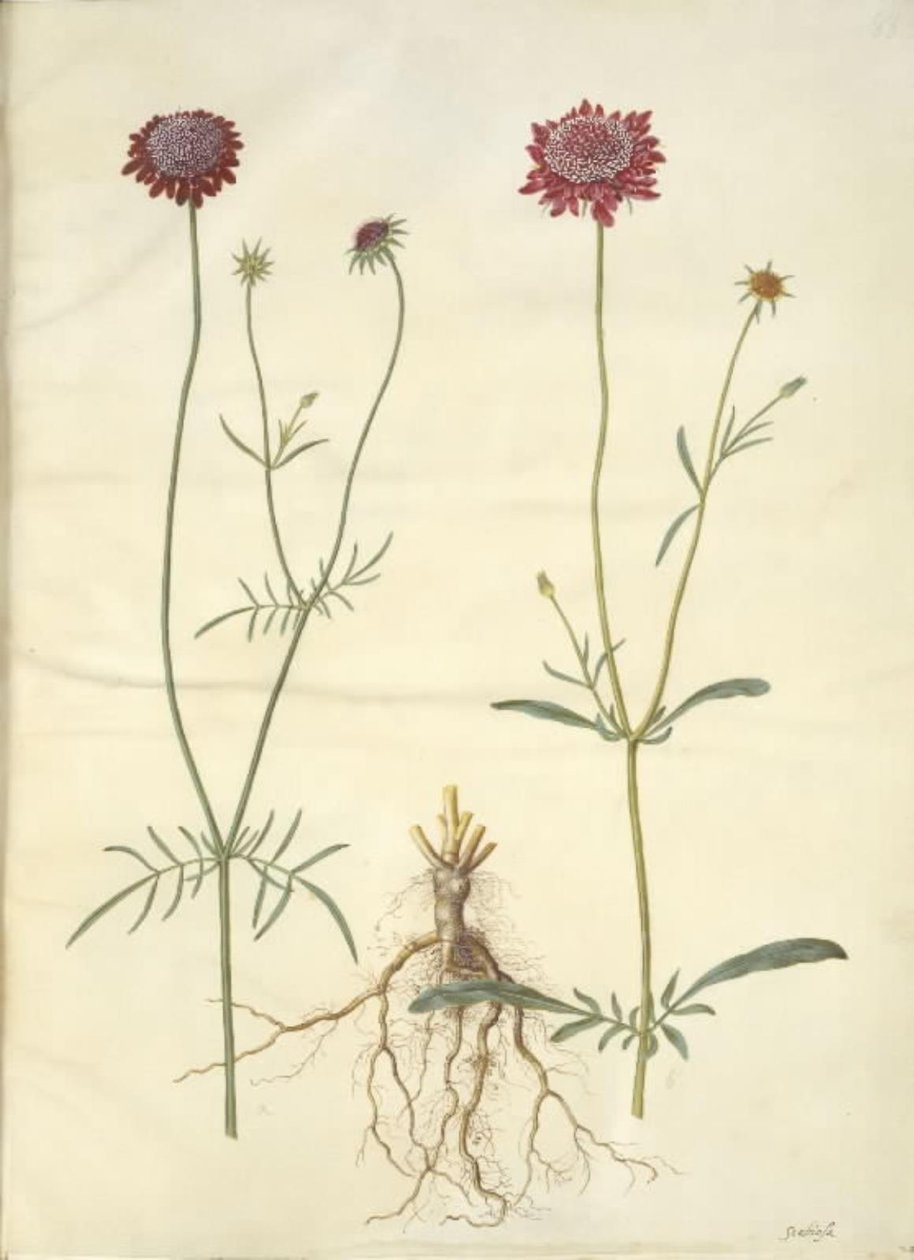 Scabiosa atropurpurea (enkeblomst) alkotó: Hans Simon Holtzbecker