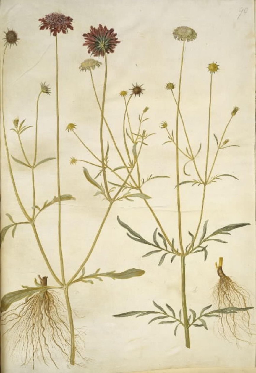 Scabiosa atropurpurea (enkeblomst); Scabiosa columbaria (két-skabióz) alkotó: Hans Simon Holtzbecker