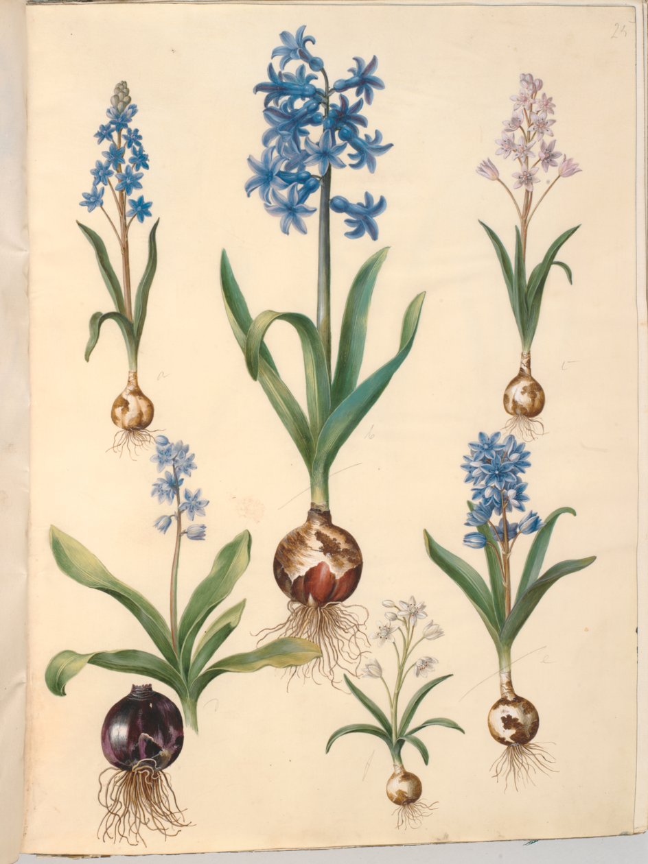 Scilla bifolia (tobladet skilla); keleti jácint (almindelig jácint); gyönyörű skilla (himmelblå skilla) alkotó: Hans Simon Holtzbecker