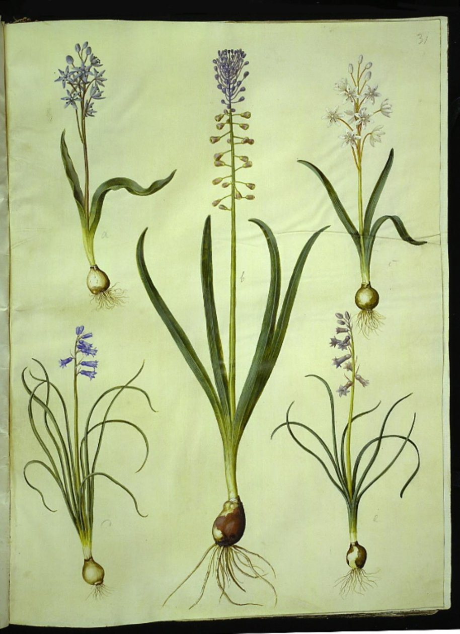 Scilla bifolia (kétlevelű scilla); Muscari comosum (szürkületi jácint); Brimeura amethystina (pireneusi jácint) alkotó: Hans Simon Holtzbecker