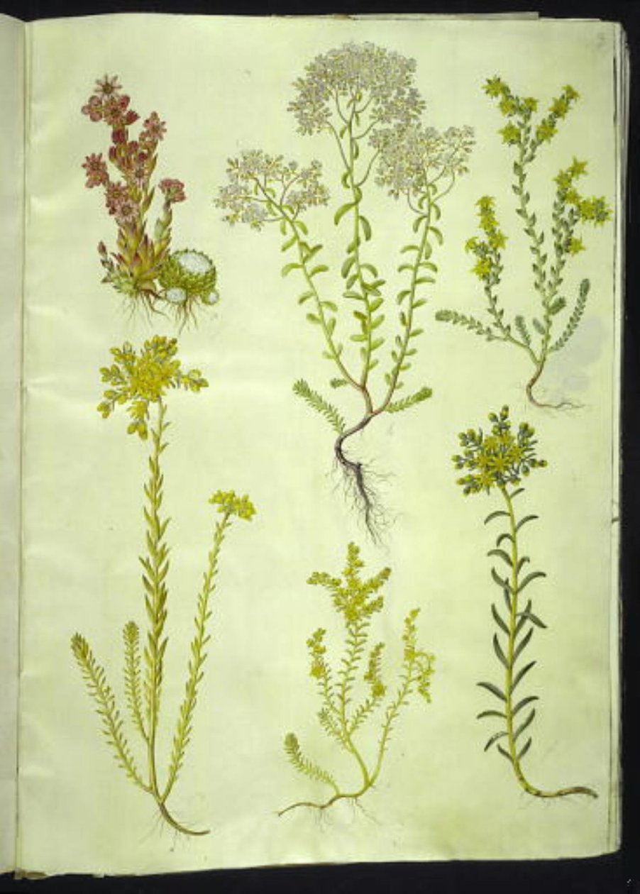 Sempervivum arachnoideum (pókhálós házihagyma); Sedum album (fehér kőfű); Sedum acre (harapós kőfű); Sedum rupestre (hegyi kőfű); Sedum sexangulare (hatsoros kőfű) alkotó: Hans Simon Holtzbecker