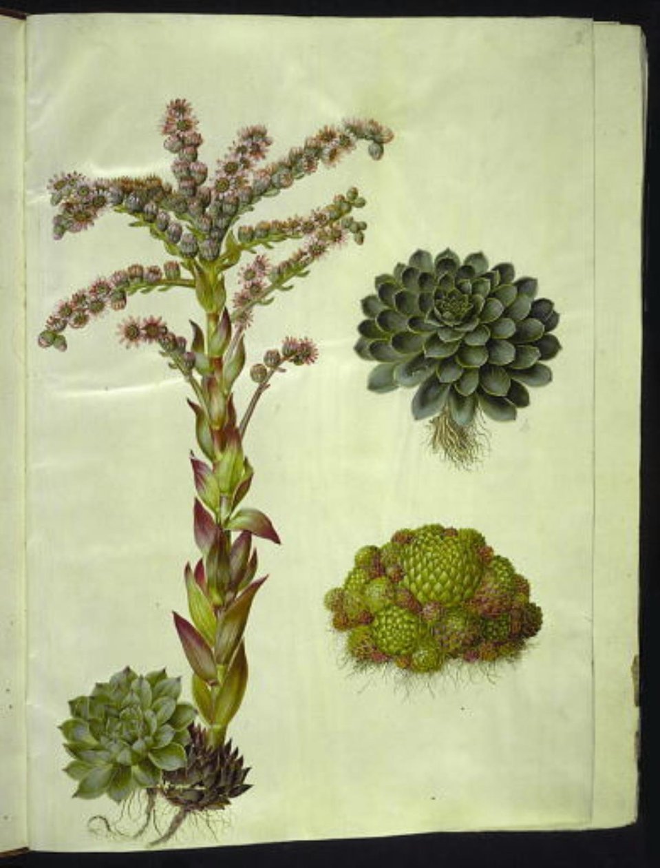 Örök tetők (almindelig husløg); Örökzöld hegy (bjerg-husløg) alkotó: Hans Simon Holtzbecker