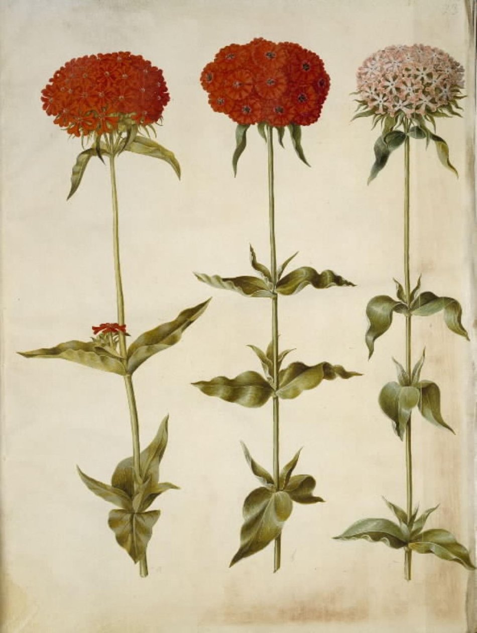 Silene chalcedonica (égő szerelem) alkotó: Hans Simon Holtzbecker