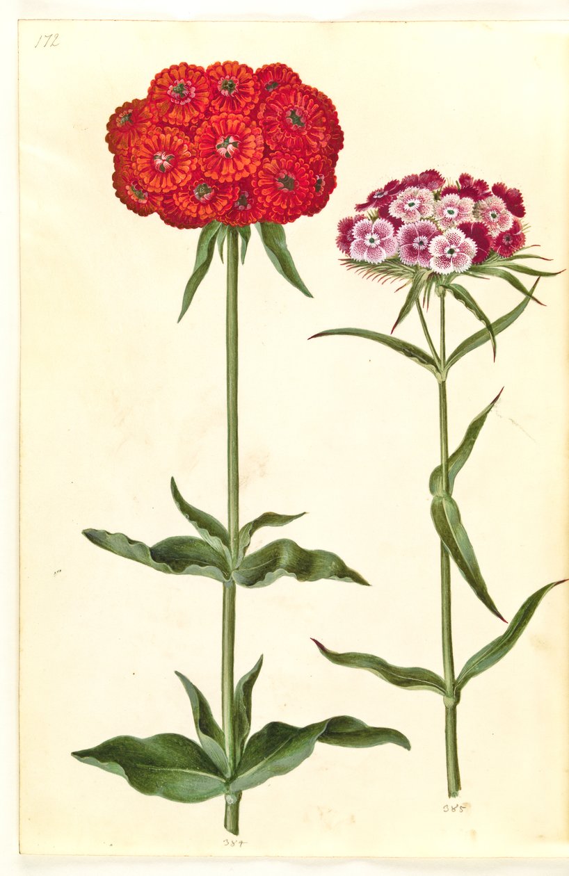 Silene chalcedonica (égő szerelem); Dianthus barbatus (tanuló szegfű) alkotó: Hans Simon Holtzbecker