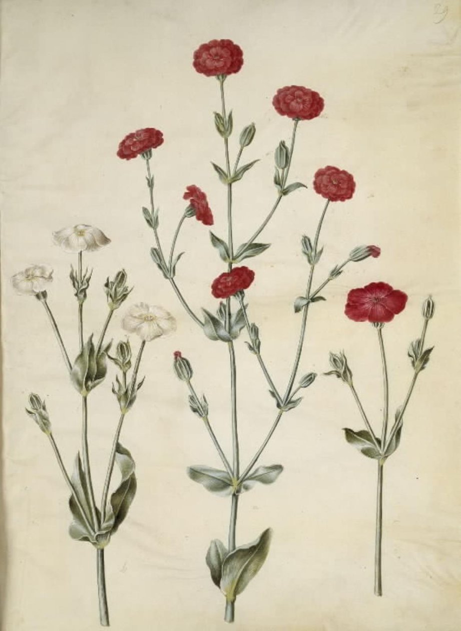 Silene coronaria (koronás tengeri sün) alkotó: Hans Simon Holtzbecker
