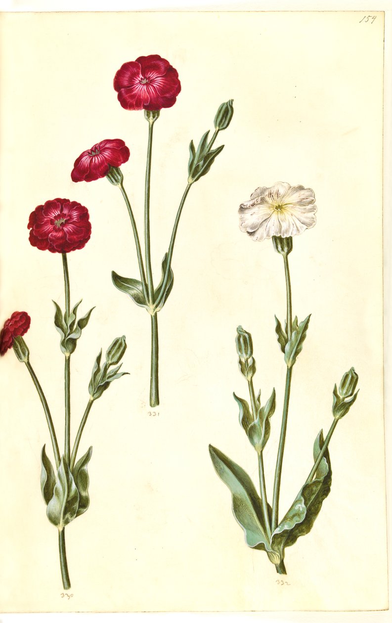 Silene coronaria (koronás tengeri sün) alkotó: Hans Simon Holtzbecker