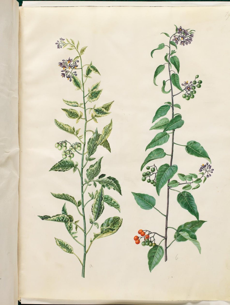 Solanum dulcamara (keserésédes nadálytő) alkotó: Hans Simon Holtzbecker