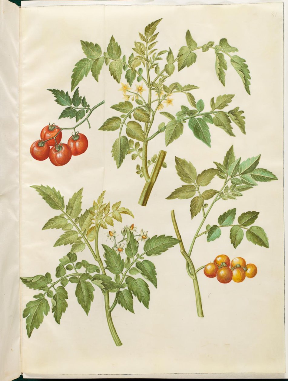 Solanum paradicsom (almindelig paradicsom) alkotó: Hans Simon Holtzbecker