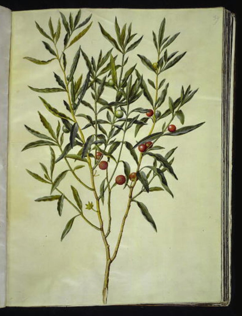 Solanum pseudocapsicum (Jeruzsálem-korallmedve) alkotó: Hans Simon Holtzbecker