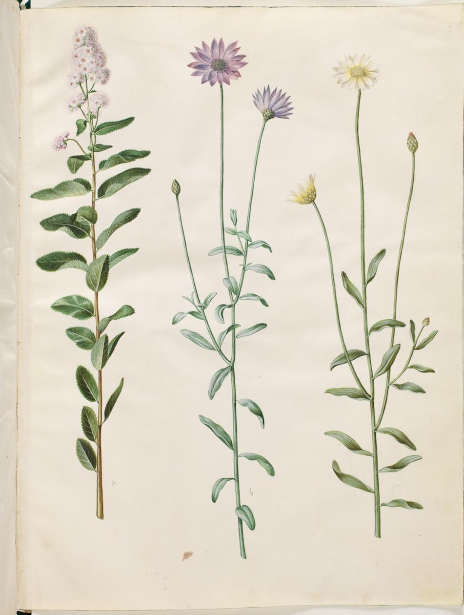 Spiraea salicifolia (cölöpös spirea); Catananche kék (blå rasleblomst) alkotó: Hans Simon Holtzbecker
