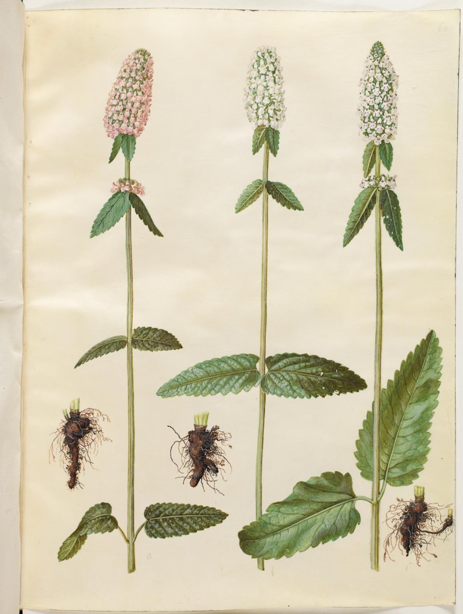 Stachys officinalis (orvosi betónia) alkotó: Hans Simon Holtzbecker