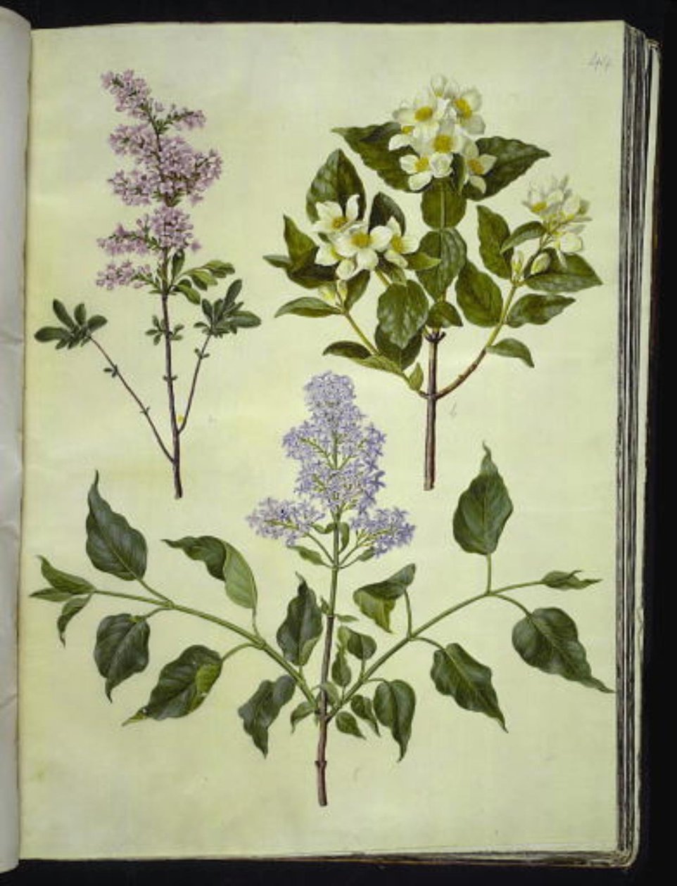 Syringa ×persica (perzsa sóska); Philadelphus coronarius (illatos pipafa); Syringa vulgaris (közönséges sóska) alkotó: Hans Simon Holtzbecker