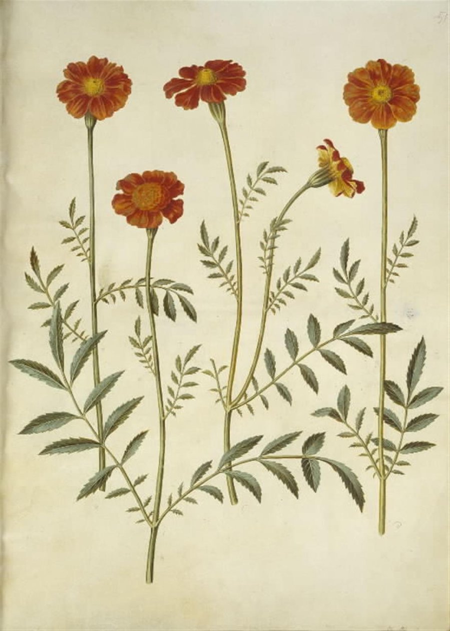 Tagetes patula (rácsos bársonyvirág) alkotó: Hans Simon Holtzbecker