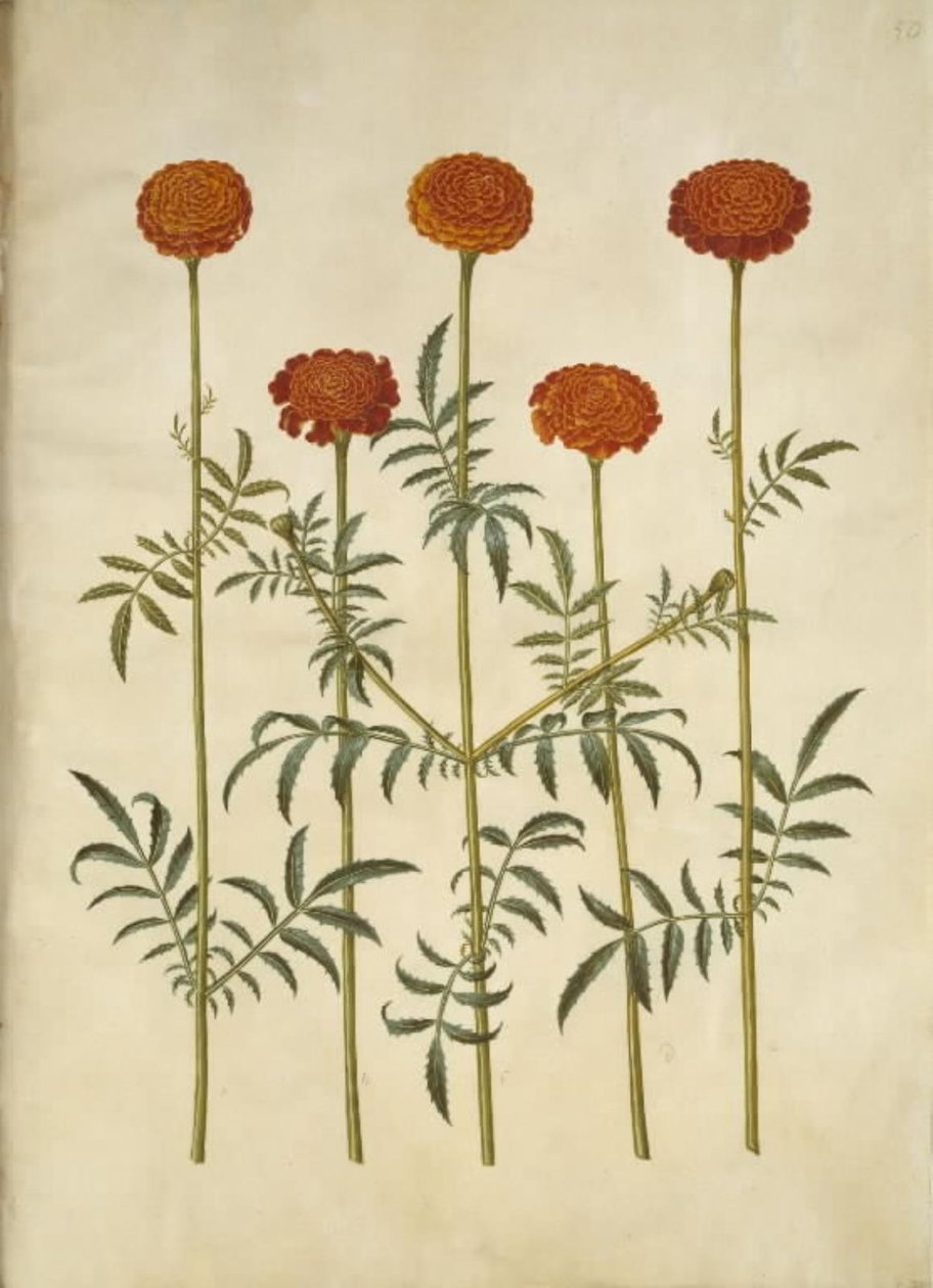 Tagetes patula (rácsos bársonyvirág) alkotó: Hans Simon Holtzbecker