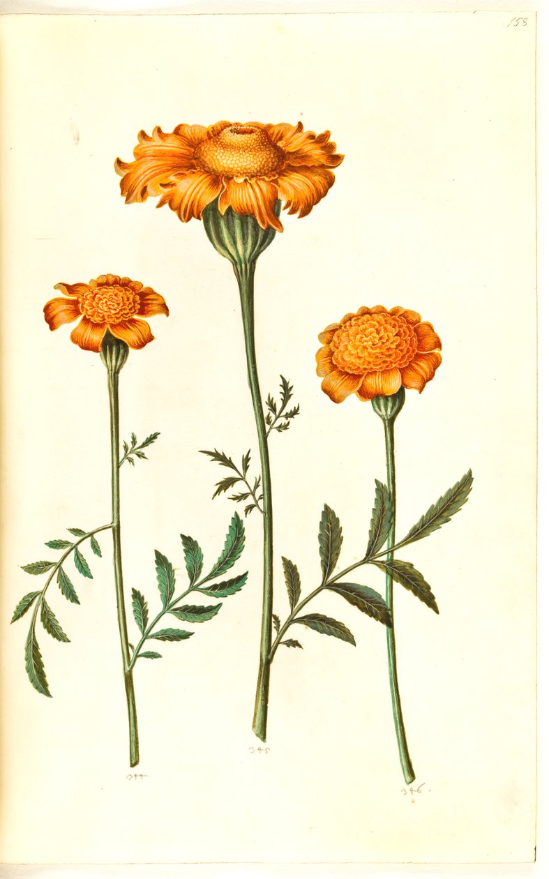 Tagetes patula (rácsos bársonyvirág) alkotó: Hans Simon Holtzbecker